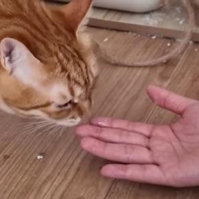 久しぶりに遊びに来た妹→『元凶暴猫』との再会で……心温まる『まさかの展開』に反響「感動の涙と笑いの涙がｗ」「良かったねぇ」