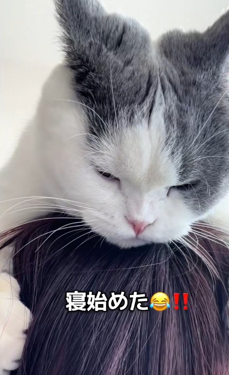 飼い主の頭の上で眠り始める猫