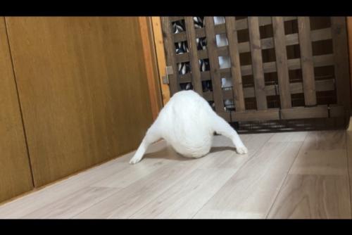 卵から足が生えているような写真