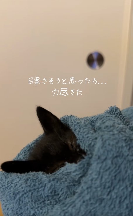 顔をタオルに半分埋めている子猫
