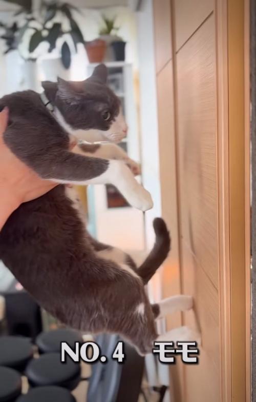 ハチワレの猫