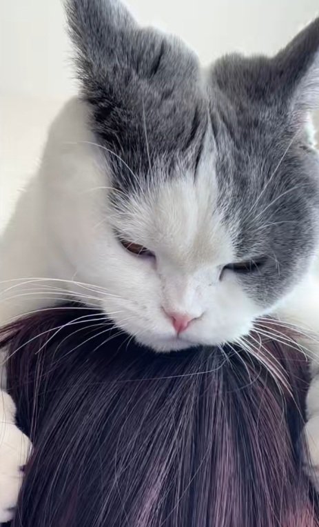 飼い主の頭の上で眠り始める猫