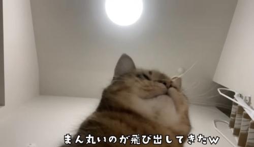 下から見た猫