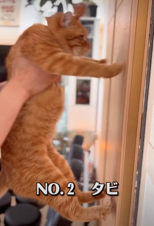 後ろ足を壁につく
