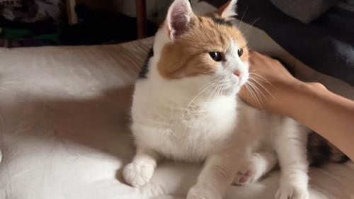 撫でられる猫