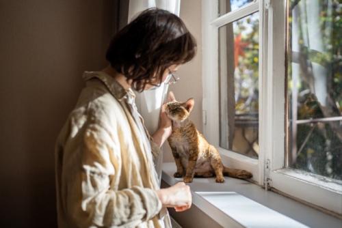 窓辺で撫でられる猫