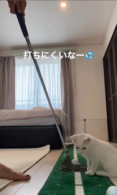 ゴルフの練習をしている人とそれを見ている子猫