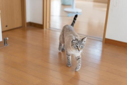 部屋を歩く猫
