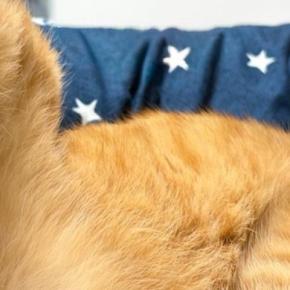 猫のことを撫でようとしたら→『後ろ足』で……分かりやすすぎる反応と『まさかの表情』に10万いいね「すごくいい顔」「最高のご褒美」