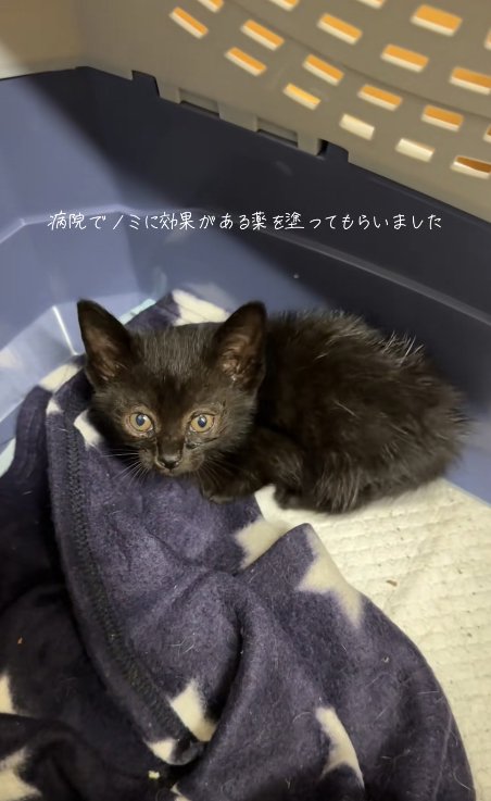 クレートの中にいる子猫
