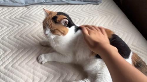 満足そうな猫