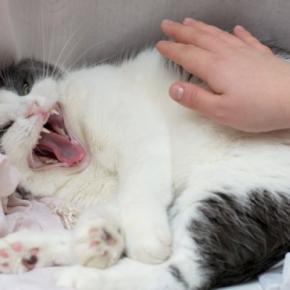 猫に『触れるべきではない』タイミング3つ　嫌がっているサインや気分を見分けるポイントも