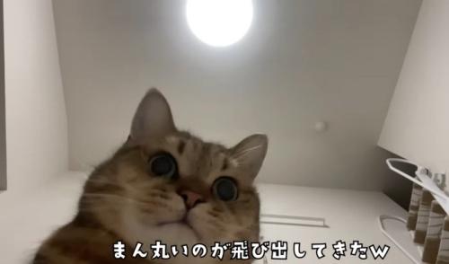 カメラ目線の猫