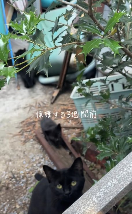 庭にいる母猫と子猫「保護する3週間前」
