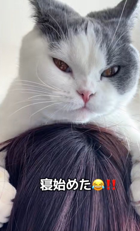飼い主の頭の上にいる猫