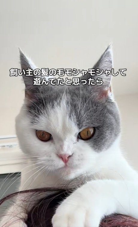 飼い主の頭の上で髪の毛で遊ぶ猫