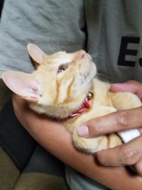 抱っこされ上を見る子猫