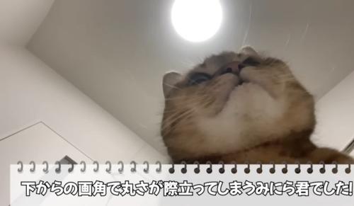 丸顔すぎる猫