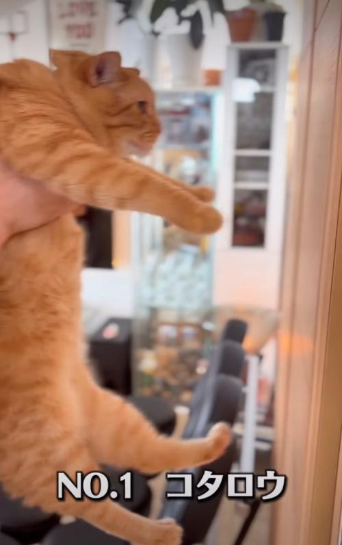 茶トラの猫