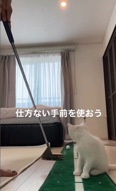 ゴルフの練習をしている人とそれを見ている子猫