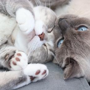 猫は『性別の組み合わせ』によって相性が異なる？4つのパターン別の傾向や多頭飼いするときの注意点も