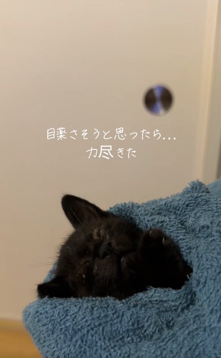 タオルに包まれて頭を画面左に倒して目を瞑っている子猫