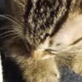 『足を噛んできた子猫』をきっちりと叱った結果→伝わったようで…愛おしすぎる光景に４万いいね「ちゃんと伝わるのすごい」「可愛すぎる」