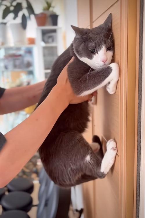 壁にくっつく猫