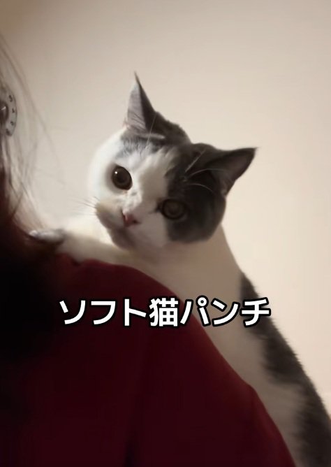 飼い主の背中の上にのぼって猫パンチする猫