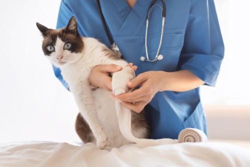 包帯を巻かれる猫