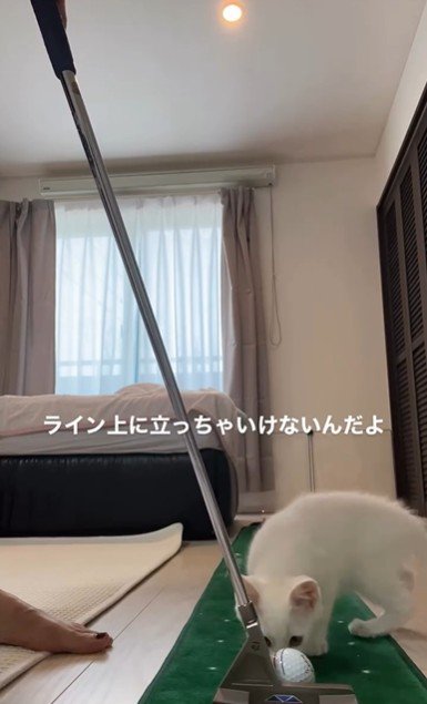 ゴルフの練習をしている人とそれを見ている子猫