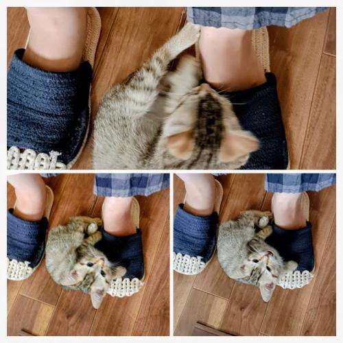 足元にいる子猫