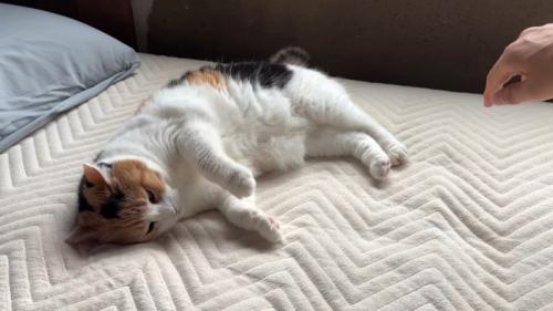 寝転がる猫