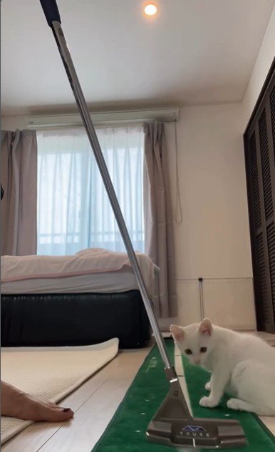 ゴルフの練習をしている人とそれを見ている子猫