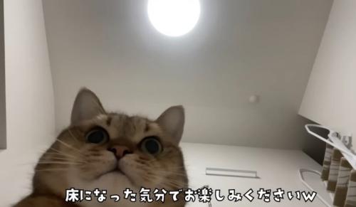 丸顔の猫