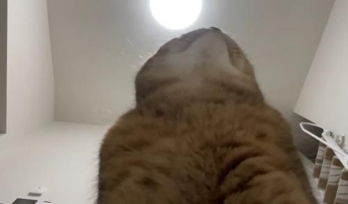前を向く猫