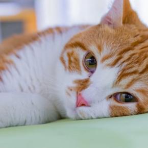 猫が体調不良のときにみせる『危険な寝姿』4つ　疑われる病気や適切な対処法も解説