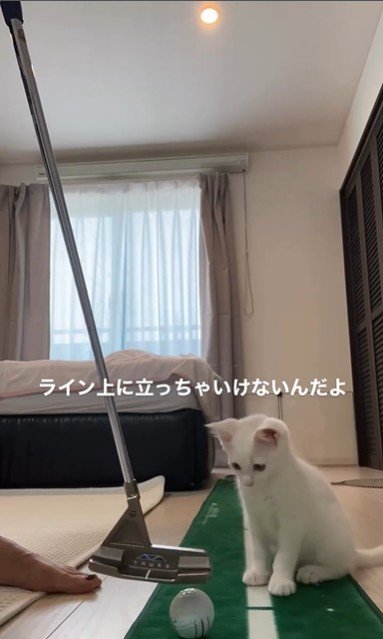 ゴルフの練習をしている人とそれを見ている子猫