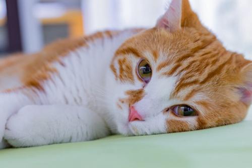 ぐったり寝る猫