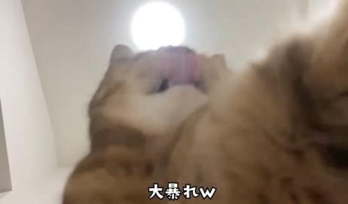 パンチする猫