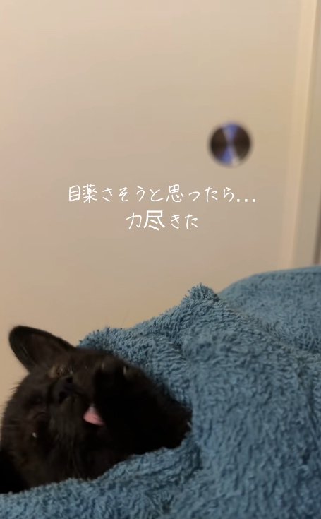 前足を舐めているタオルに包まれた子猫
