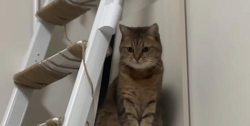 おもちゃを見る猫