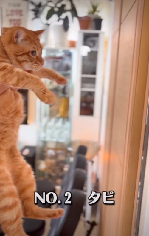 茶トラの猫
