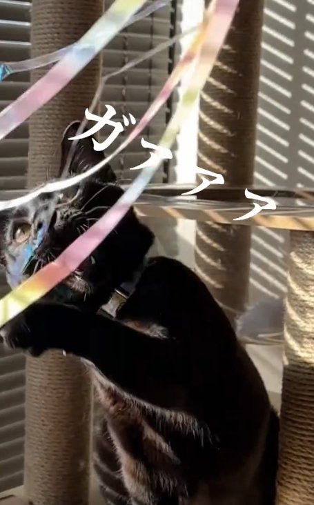 猫じゃらしにじゃれている猫