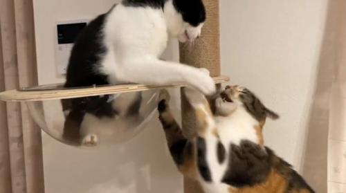 ケンカする二匹の猫