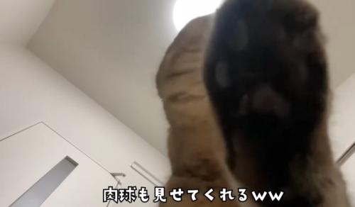 猫の肉球