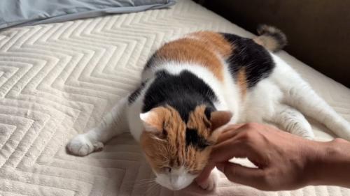 撫でてもらおうとする猫