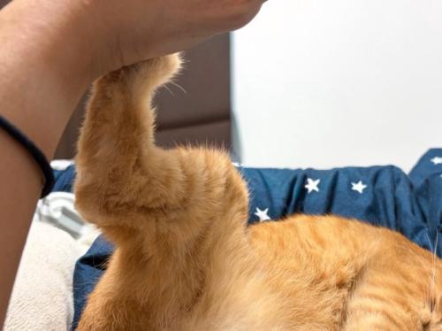猫のキック