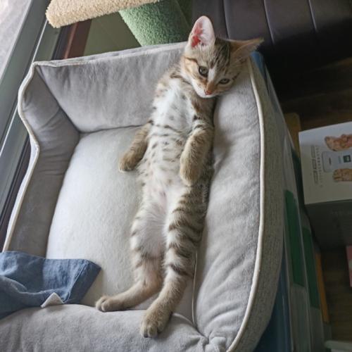 仰向けの子猫