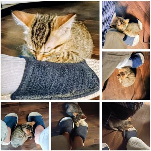サンダルの上の子猫